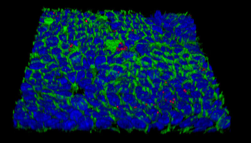 Oberfläche eines mit Helicobacter infizierten sogenannten Mukosoids aus menschlichen Magenschleimhautzellen (rot: Helicobacter pylori, blau: Zellkerne, grünn: Zellmembrane). (© MPI f. Infektionsbiologie)