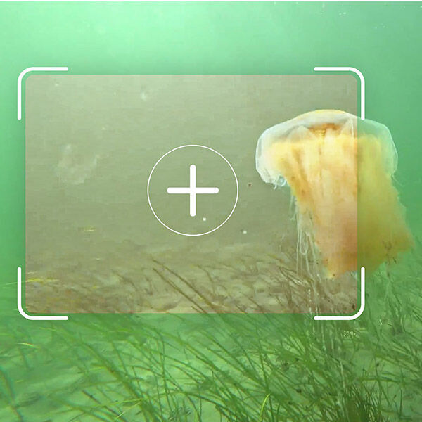 Das Fraunhofer IGD entwickelt Verfahren zur Verbesserung von Unterwasserbildern auf Basis von Künstlicher Intelligenz.