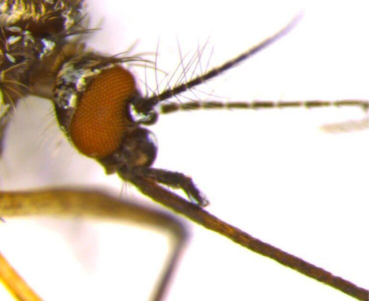 Aufnahme des Kopfes einer weiblichen Afrikanischen Tigermücke (Aedes aegypti).  ((c) Dr. Irina Häcker)