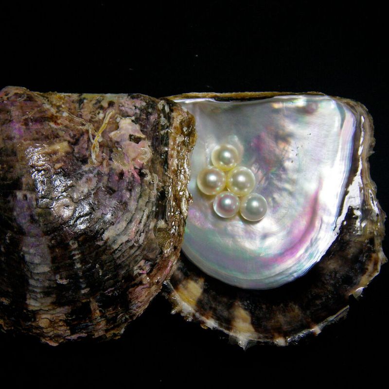 Pearl oysters are important products in Japan, as they produce pearls that are sought after for necklaces, earrings, and rings.