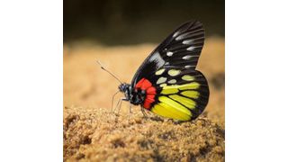 Red-base Jezebel (Delias pasithoe) (Source: Dr Shawan Chowdhury)