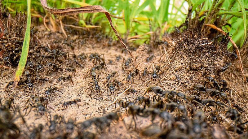 Afrikanische Matabele-Ameisen bei einem Jagdzug. (Bild: Erik Frank / Uni Würzburg)
