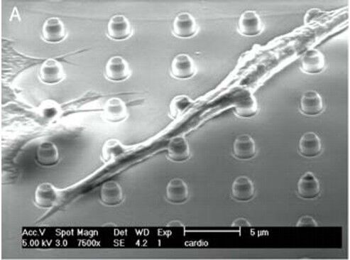 2a Scanning-Electron-Micrograph einer Kultur von Kardiomyozyten auf Micronail-Struktur mit 3-µm-Pitch. (Archiv: Vogel Business Media)