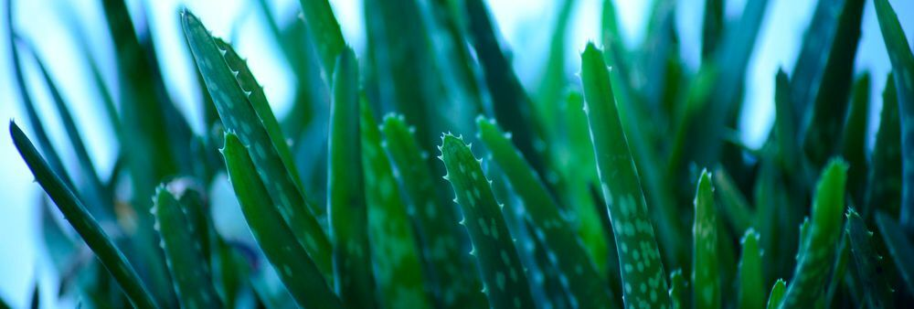Aloe Vera-Inhaltsstoff als krebserregend eingestuft