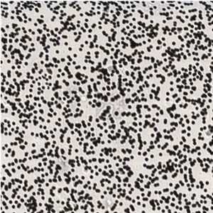 Bild 1: REM-Aufnahme der Ventikon-Membran: geordnete Struktur, die sich partiell in einem Bereich konzentriert.(Bild:  Konzelmann)