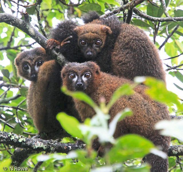 Rotbauchmakis auf Madagaskar: Die Lemuren sind ausschließlich auf dieser Insel heimisch. (Centre ValBio/N. Rowe)