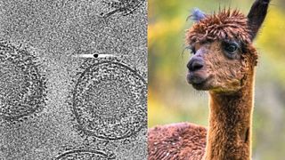 links: Die Forscher analysierten HSV-1-Partikel mithilfe der Kryo-Elektronentomographie. Die Virusmembran ist mit Proteinen wie Glykoprotein B übersät, die für die Infektion der Wirtszelle entscheidend sind. rechts: Das Alpaka Max lieferte die Antikörper, die im Labor zu Nanobodies reduziert wurden. (Bild: Benjamin Vollmer/Centre for Structural Systems Biology; Carmen Rotte/Max-Planck-Institut für multidisziplinäre Wissenschaften)