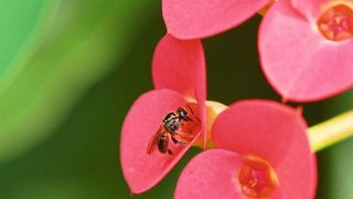 Eine stachellose Biene der Art Plebeia droryana besucht die Blüten von Euphorbia milii (Christoph Grüter, JGU)
