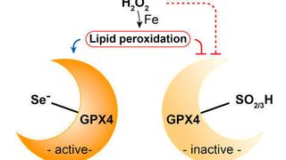 Grafische Zusammenfassung der Cell-Publikation, rechts: Dr. Carsten Berndt (links) und Dr. Gereon Poschmann (rechts) vor dem Gerät, mit dem mittels Massenspektrometrie der Redoxzustand der Glutathionperoxidase 4 (siehe links) bestimmt wurde. (Ingold et al., Cell, 2017 / HZM / Uni Düsseldorf)