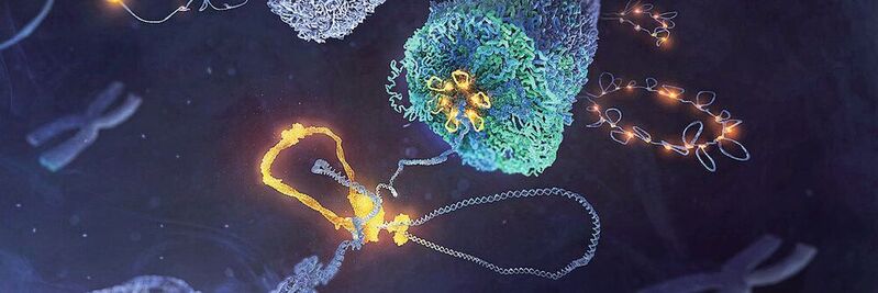 Der Condensin-Komplex (gelb) legt DNA (blau) in Schleifen und formt daraus ein Chromosom. 