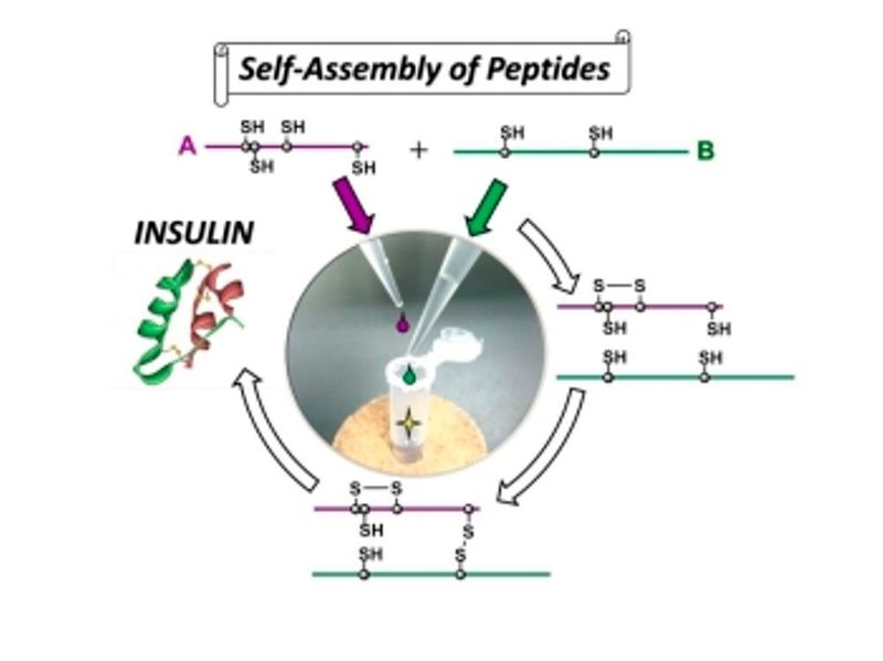 A simple protocol developed for insulin preparation. (Tokai University, Public Affairs Division)