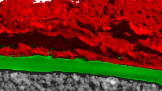 Nach längerer Betriebsdauer bilden sich am Lithium (grün) Bereiche (rot), die die Leistungsfähigkeit reduzieren und Kurzschlüsse hervorrufen können.

 (M. Osenberg / I. Manke / HZB)