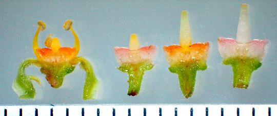Causonis japonica: A magnified image clearly showing the alternating orange and pink colors of the flower petals. Causonis japonica: A magnified image clearly showing the alternating orange and pink colors of the flower petals.