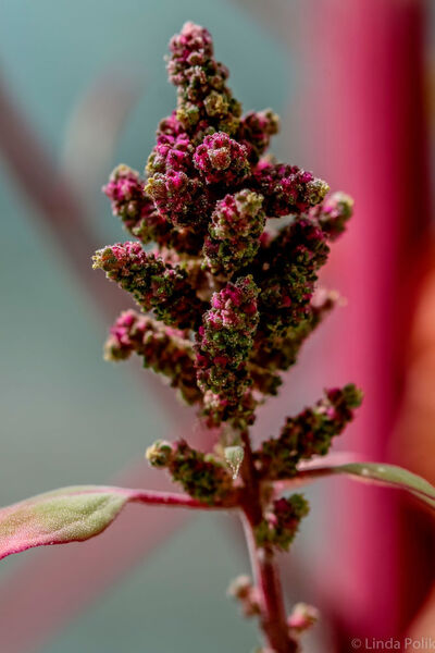 Die tropische Pflanze Quinoa hat ihre Blühzeit an kurze Tage angepasst. Kieler Forschende wollen gemeinsam mit einer Gruppe von Wissenschaftlerinnen und Wissenschaftlern unter anderem von der King Abdullah University (Saudi Arabien) die Genvarianten suchen, die ein Erblühen bei langen Tagen ermöglichen. ((c) Linda Polik)