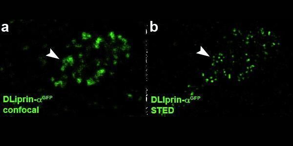 Immunohistologische Co-Färbung zweier Antikörper, die an unterschiedlichen Bereichen des synaptischen Proteins Bruchpilot (BRP) binden. Durch die verbesserte Auflösung der STED-Technologie (grün, BRPC-Term) können Aussagen zur räumlichen Anordnung von BRP an der Synapse getroffen werden. Die Überlagerung der sequenziell aufgenommenen, konfokalen Bilder (rot, BRPN-Term) mit den STED-Bildern verdeutlicht den Auflösungsgewinn durch die STED-Mikroskopie.  (Bild: Prof. Dr. Sigrist)