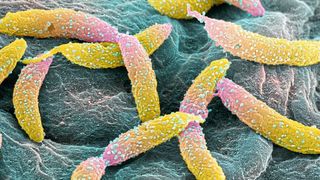 Das Signalmolekül c-di-GMP steuert Zellteilung bei Caulobacter crescentus. (Universität Basel, Swiss Nanoscience Institute/Biozentrum)