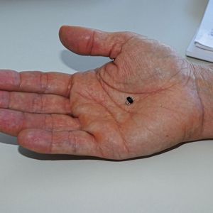 Eine Aufgabe, die Kopfzerbrechen bereitet: Vier ca. 6 mm lange gestanzte Kontakte müssen in ein Spritzgießwerkzeug eingesetzt werden, um daraus ein Bauteil mit den Abmaßen Ø 5 × 6 mm zu fertigen.(Bild:  Ortlieb)