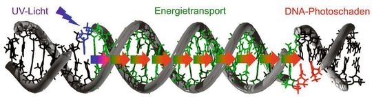 Bis zu 30 DNA-Bausteine entfernt von der Stelle des Lichteintrags lassen sich Schäden an der DNA nachweisen.(Bild:  Hans-Achim Wagenknecht, KIT)