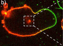 Wenn die Bläschen verschmelzen, bilden sich rot leuchtende Nanopartikel  (Bild: MPI für Kolloid- und Grenzflächenforschung)