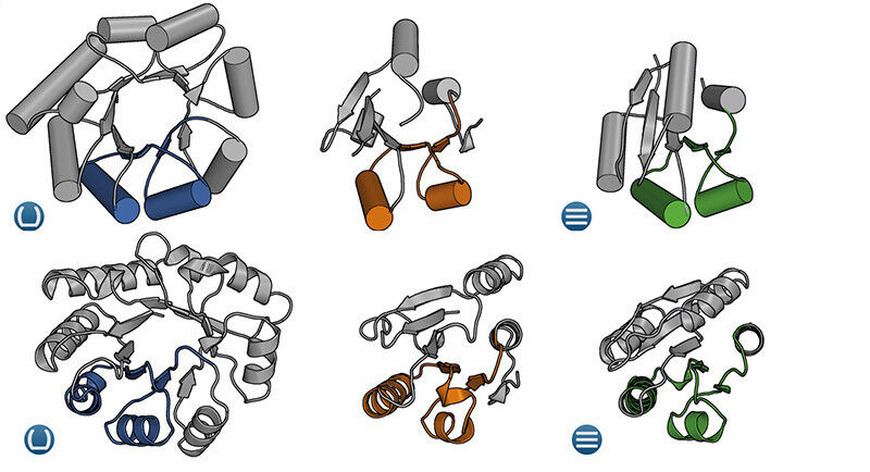Auf den ersten Blick erscheinen Proteine mit Fass- (links) und Sndwich-artiger Faltung (rechts) völlig unterschiedlich. Analysen der Aminosäure-Sequenz sowie eine neu identifizierte Zwischenform (Mitte) lassen jedoch Ähnlichkeiten erkennen, die auf einen gemeinsamen evolutionären Ursprung hindeuten. (Bild: MPI f. Entwicklungsbiologie/ B. Höcker)