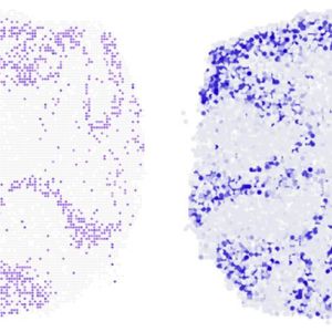 Wo im Mäuse-Kleinhirn wird gerade das Gen Neurod1 abgelesen? Der Längsschnitt zeigt, dass der Algorithmus (rechts) diese Frage anhand vorliegender Einzelzell-Sequenzierdaten sehr zuverlässig beantworten kann. Links zum Vergleich das Ergebnis aus Experimenten.