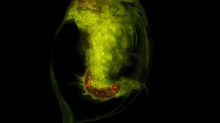 Abb.1: Rot fluoreszierende Kunststoffpartikel einer Daphnia (Wasserfloh), die mithilfe der Fluoreszenzmikroskopie sichtbar gemacht wurden. (Bild: H. Imhof/ C. Laforsch, Universität Bayreuth)