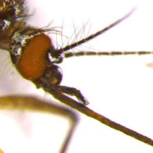 ((c) Dr. Irina Häcker)