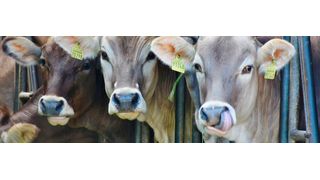 Glückliche Kühe: Damit das auch beim melken so bleibt, gibt es jetzt eine vernetzte Melkanlage. (Bild: gemeinfrei)