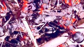 Anpassungsfähig, robust und skalierbar wie ein Ameisenhaufen sollen neue Algorithmen sein, die an der Alpen-Adria-Universität Klagenfurt entwickelt wurden. Nach Aussage der Forscher sorgen sie für sparsamere Workflows in Fabriken. (Bild: Brosowetski)