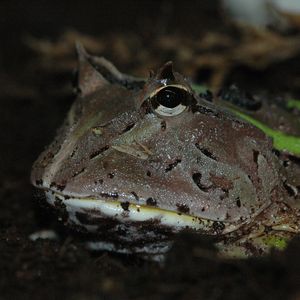 Die südamerikanischen Hornfrösche sind Lauerjäger, die halb eingegraben darauf warten, dass sich ihnen Beutetiere nähern.