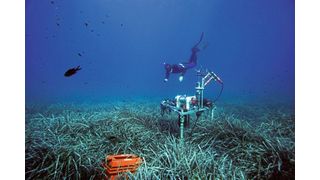 Ein Forschender des Max-Planck-Instituts für Marine Mikrobiologie bei der Probennahme in Seegraswiesen im Mittelmeer. Das Messgerät bestimmt den Sauerstoffgehalt im Meeresboden. (Bild: Hydra Marine Sciences GmbH)