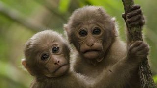 Zwei junge Assammakaken im nordöstlichen Bergwald Thailands. (Kittisak Srithorn)