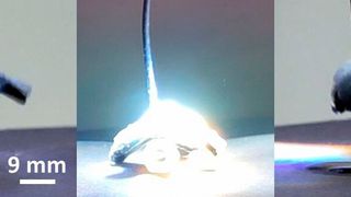 Das thermoresponsive Hydrogel kann durch einen Lichtstrahl zum Greifer werden: es gibt Wasser ab und zieht sich zusammen. Dabei umschließt es einen kleinen Gegenstand, den es auch wieder freigeben kann. (Bild: Margarethe Hauck)