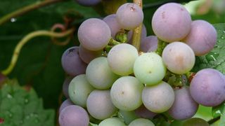 CO2-Bilanz für das Weingut Zähringer: CO2-Emissionen für den den Gesamtbetrieb belaufen sich auf 80 Tonnen pro Jahr.  (Bild: www.gablenberger-klaus.de)