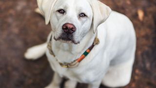 Der Einsatz von Antiobiotika ist auch bei der Behandlung von Hunden wie auch anderen Haustieren üblich.  (©manushot - stock.adobe.com)