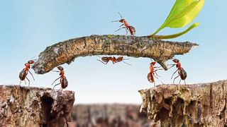 Eine Ameise alleine bewirkt nicht viel. Ein einzelnes Etikett auch nicht. Aber je mehr es sind, desto mehr lässt sich erreichen. (Bild: © iloyd – stock.adobe.com)