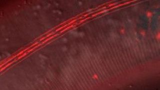 Das Pilzgift dockt an spezifische Zuckerstrukturen auf der Oberfläche des Fadenwurms C. elegans an. Dort, wo sich das Gift anreichert, leuchten die Oberflächenstrukturen hell rot. (Bild: Alex Butschi / Univ. Zürich)