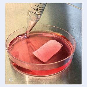 Die besiedelte Kollagenmembran erhält ihre Nährlösung für die Reifung des Knorpelgewebes.(Bild:  TERM / UKW)