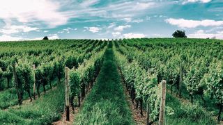 Winzer verlieren durch Naturkatastrophen jährlich rund zehn Milliarden US-Dollar.  (gemeinfrei)