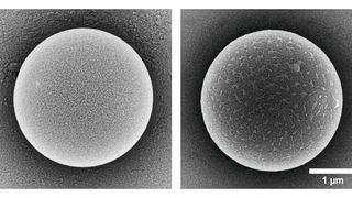 Zwei Mikroplastikpartikel verschiedener Hersteller, die in der Bayreuther Studie untersucht wurden. Obwohl diese Partikel nominell identisch sein sollen, unterscheiden sie sich deutlich voneinander. Das beeinflusst, wie die Partikel mit Zellen interagieren. (Bild: Universität Bayreuth)