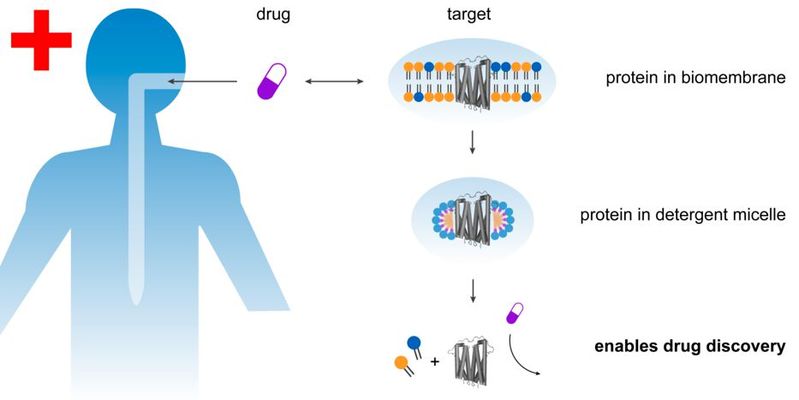 Empfindliche Proteine (graue Struktur) können mithilfe von neuartigen Seifen besser aus Biomembranen herausgelöst werden. Die Proteine können anschließend für ihren möglichen Einsatz in neuen Medikamenten genau untersucht werden. 
