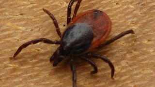 Eine neuartige Antibiotika-Therapie kann gegen die von Zecken übertragene Lyme-Borreliose helfen.  (Bild: Wikipedia)