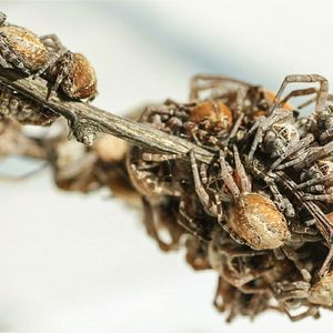 Bild einer Gruppe der sozialen Spinne Stegodyphus dumicola