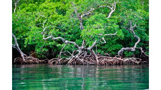 Mangrove trees along the coast of Belize. (Source: Antonio Busiello/ WWF)