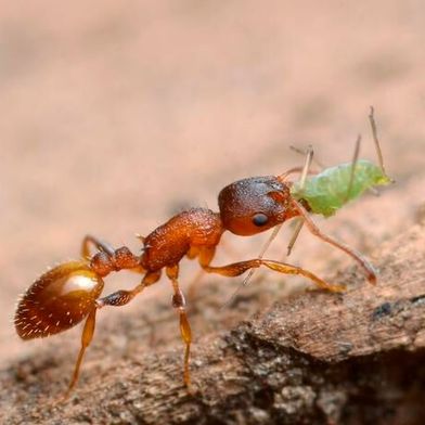 The arboreal ant Temnothorax affinis. Some ant species in this genus swarm in synchronized waves that start with a “first mover” ant. (Source: Gilles San Martin)