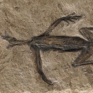 Tridentinosaurus antiquus was discovered in the Italian alps in 1931 and was thought to be an important specimen for understanding early reptile evolution — but has now been found to be, in part a forgery. Its body outline, appearing dark against the surrounding rock, was initially interpreted as preserved soft tissues but is now known to be paint.(Source:  Dr Valentina Rossi)