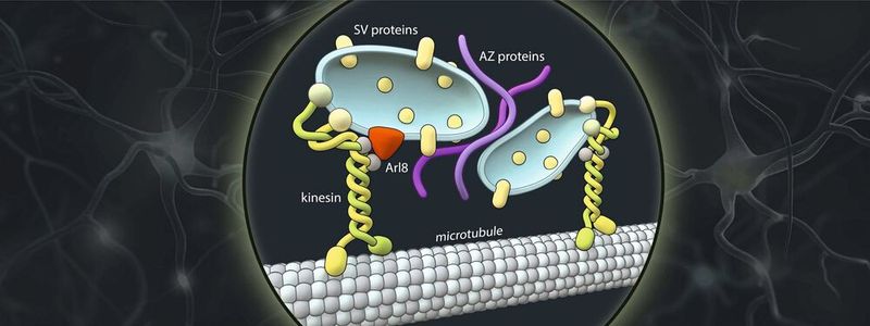 Schematische Darstellung der axonalen Transportvesikel (blau), die präsynaptische Proteine (SV- und AZ-Proteine) befördern. Kinesin-Motorproteine (KIF1A) binden an diese Vesikel und transportieren sie entlang der Axone zum Ort der Synapsenbildung. (Bild:  Barth van Rossum)