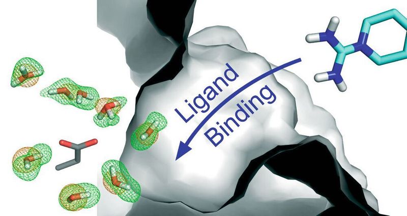 Wassermoleküle, deren Aufenthaltsbereich durch die grün-roten Gitterlinien umfasst wird, tragen ihren Teil dazu bei, die Wechselwirkung zwischen einem Protein (grau schattiert) und dessen Bindungspartner zu ermöglichen (dem Liganden, blau-grün gefärbt). (AG Klebe, Universität Marburg)