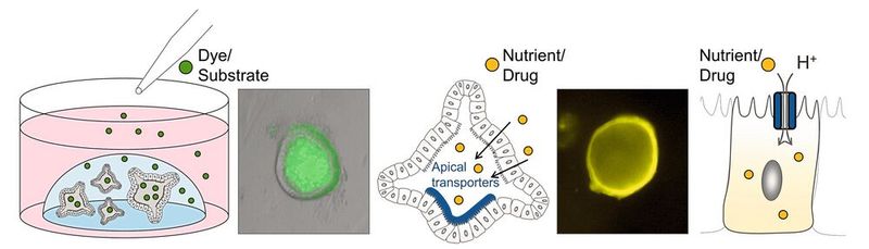 Schema zur Messung von Nährstoff und Medikamententransport in humanen Darmorganoiden. Kleinere Transportsubstrate (Zucker, Proteine, Medikamente) können in das Innere (Lumen) der Organoide diffundieren, hier mit einem Fluoreszenz-Farbstoff gezeigt (grün, 4kDa FITC). Das Innere der Organoide entspricht dem Darminneren, in dem Transporter für verschiedene Substanzen lokalisiert sind (apikale Transporter). Die Transportvorgänge selbst können in den Organoiden z.B. mittels pH-sensitiven Farbstoffen visualisiert werden (hier in gelb dargestellt). (Bild: E. Rath / TUM)