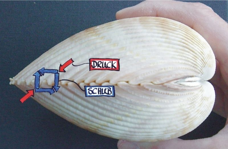 Bild 2:  Die Rippen treffen sich im 45°-Winkel und sind druckbelastet. (Archiv: Vogel Business Media)